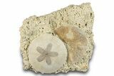 Two Fossil Sand Dollars - France #282928-1